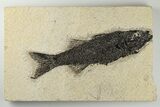 Uncommon Fish Fossil (Mioplosus) - Wyoming #198112-1